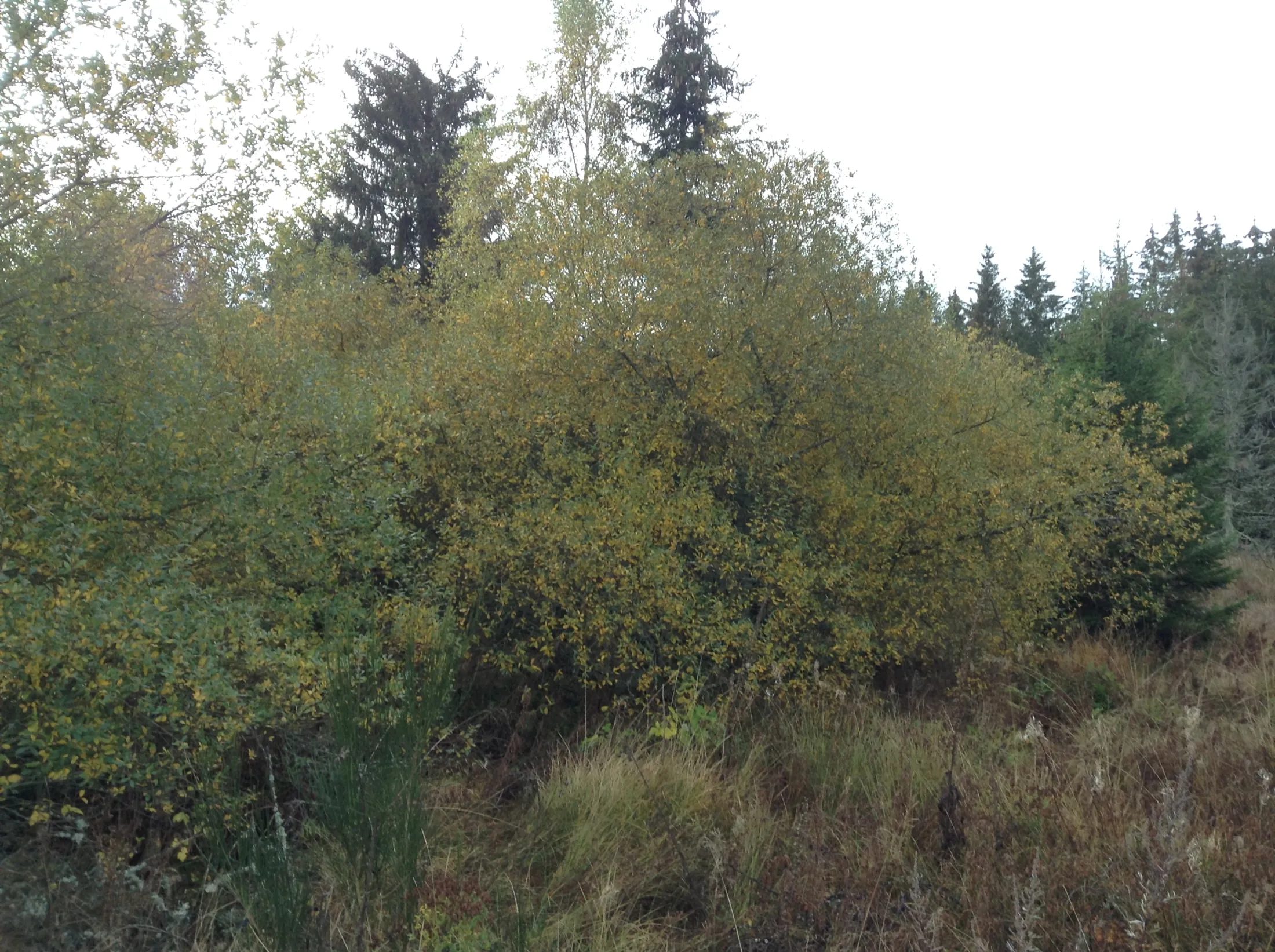 IMG_0085
